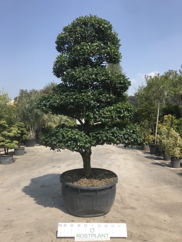 Camelia Sasanqua  Ø 110