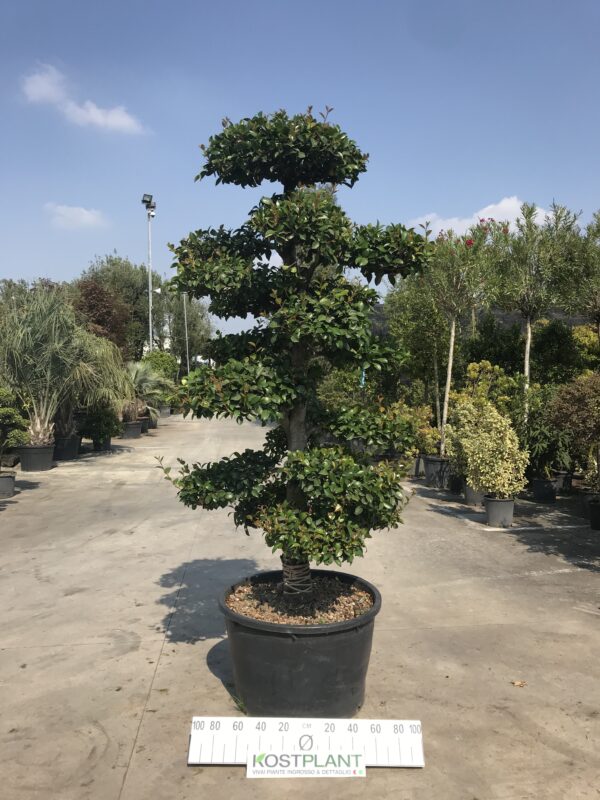 Camelia Sasanqua  clt 230