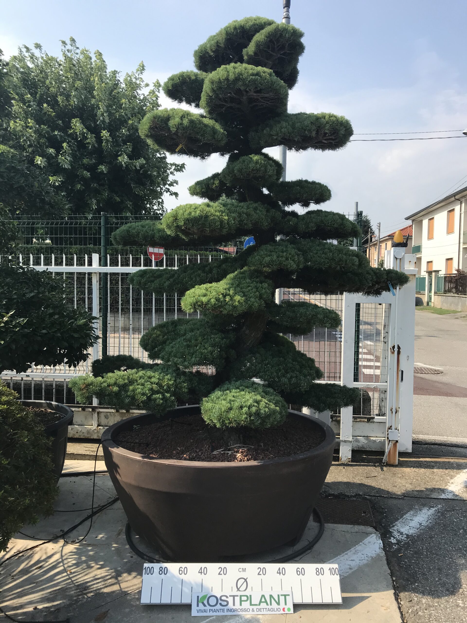 Pinus Pentaphylla Parviflora Ø 140