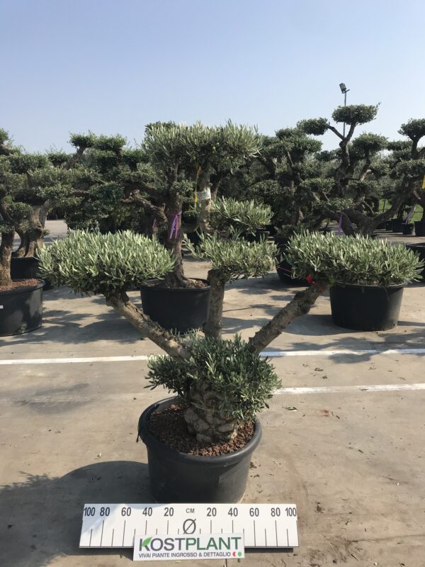 Olea basso ramificazione piatti Ø 60