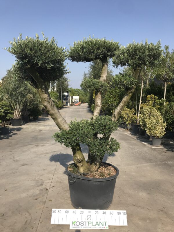 Olea Europea a Palchi Medi clt 230