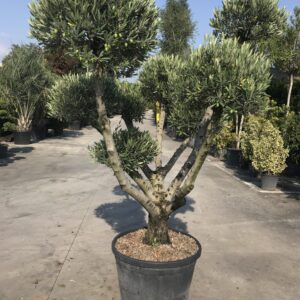 Olea Europea Pom Pom Ø 65