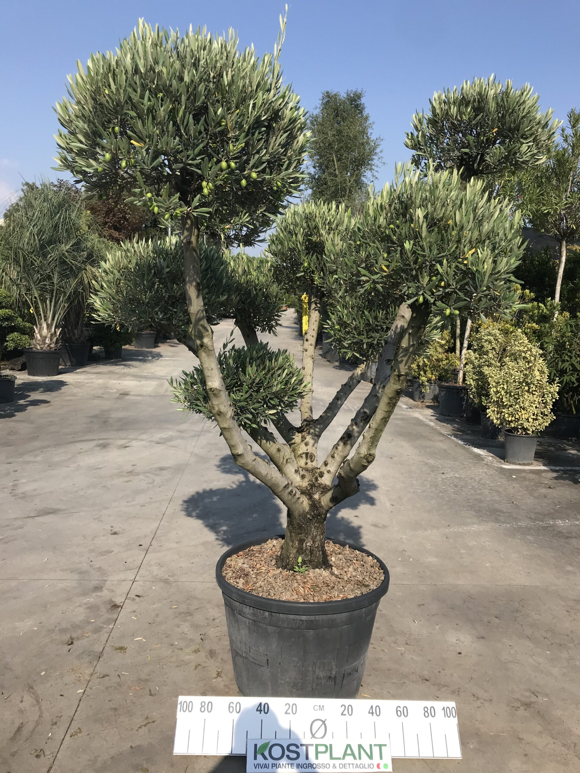 Olea Europea Pom Pom Ø 65