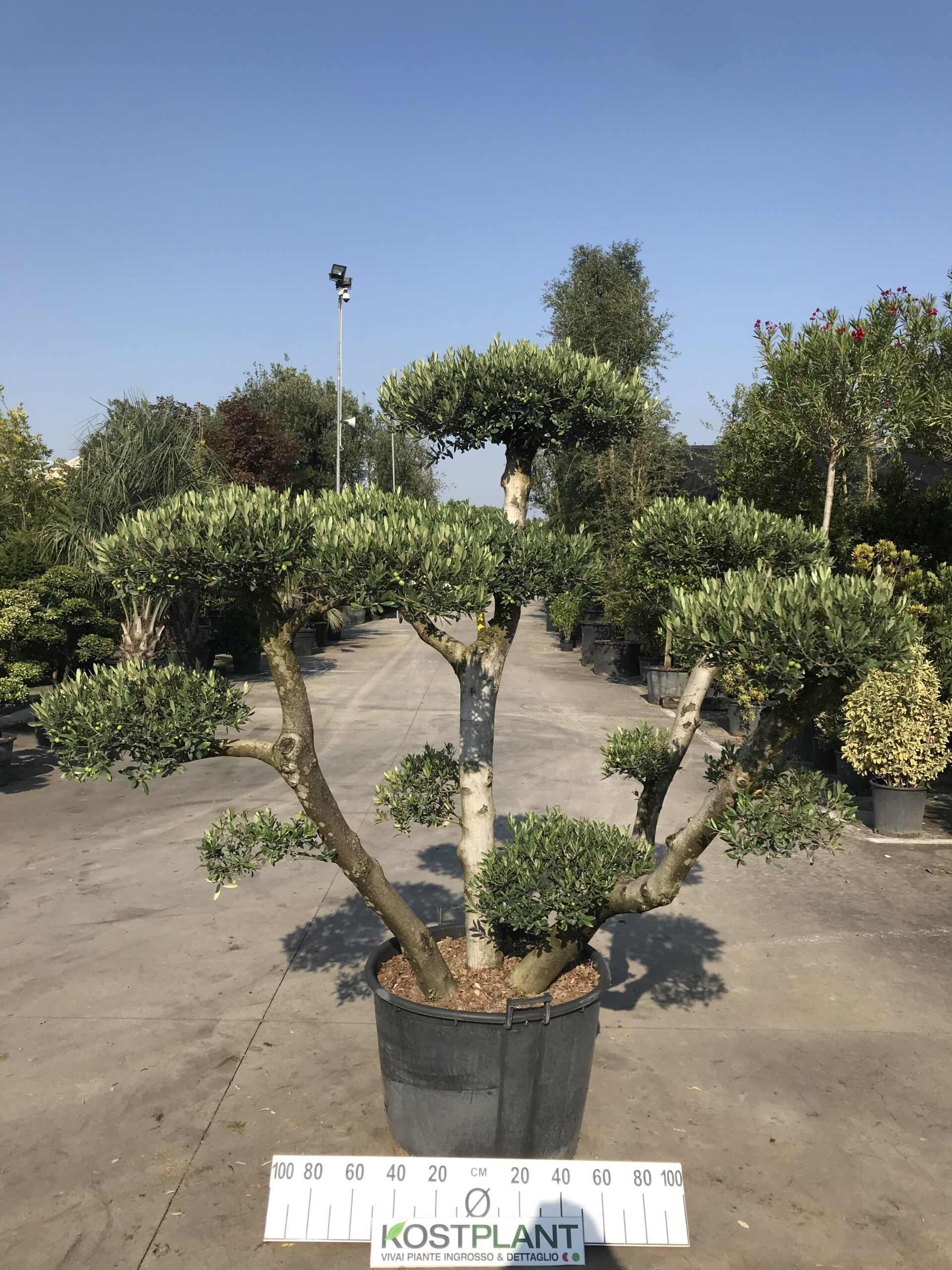 Olea Europea Palchi Medi Ø 70