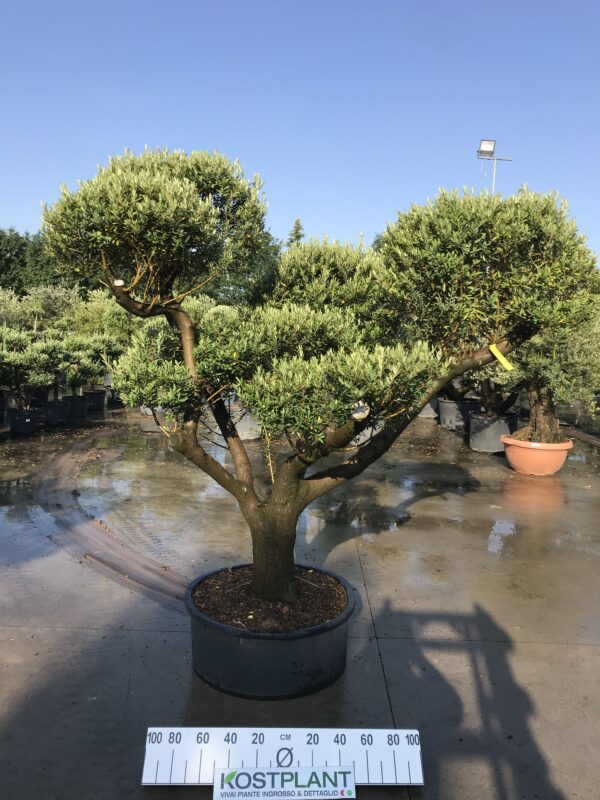 Olea Europea Vaso Basso Ø 80