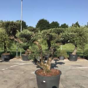 Olea Europea a Palchi Ø 90
