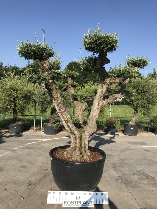 Olea Europea a Palchi Ø 110