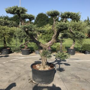 Olea Europea a Palchi Ø 90