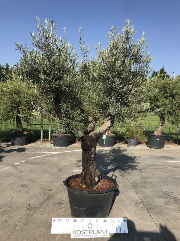 Olea Hojiblanca Ø 70