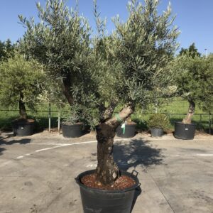 Olea Hojiblanca Ø 70