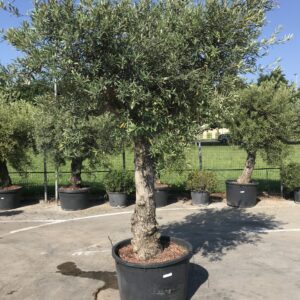 Olea Europea Gordal clt 230