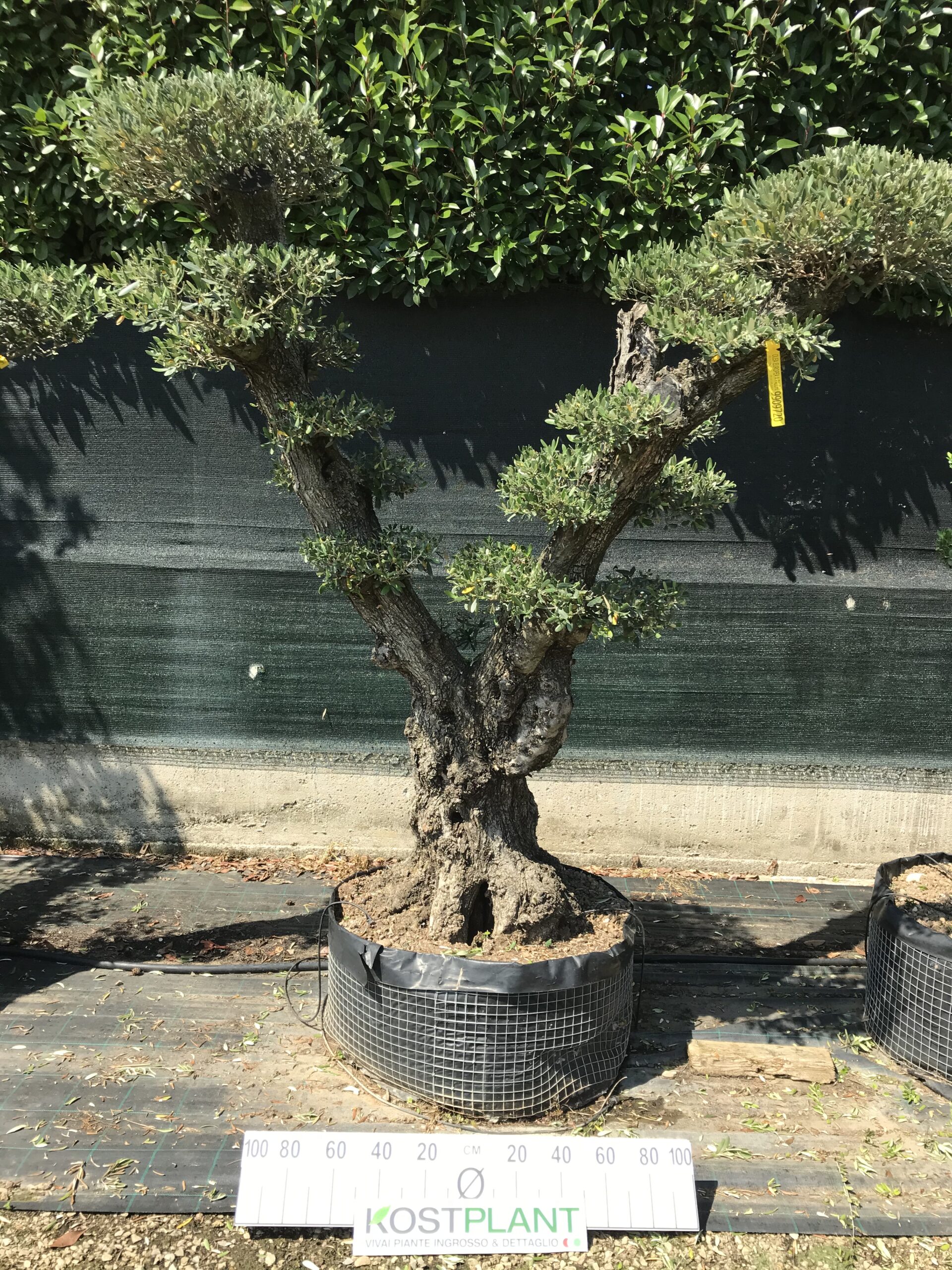 Olea Europea a Palchi Ø 80