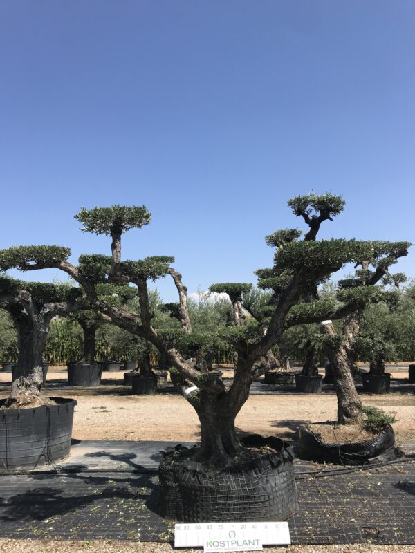 Olea Inclinada Ø 120