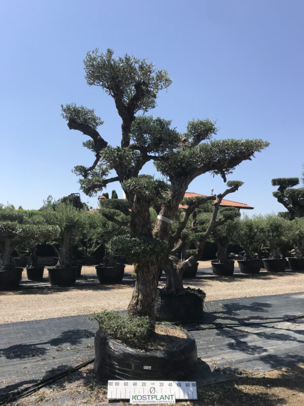 Olea Leccino Altopiatti Ø 150