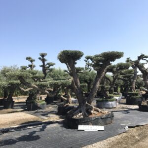 Olea Palchi Extra Ø 210