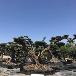 Olea Palchi Extra Ø 200x300