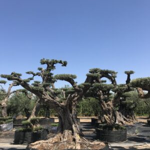 Olea Palchi Extra Ø 240x300