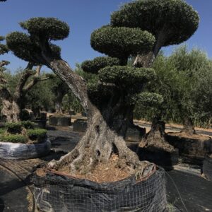 Olea Palchi Extra Ø 170