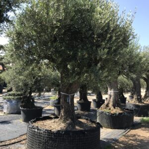 Olea Europea Ø 170