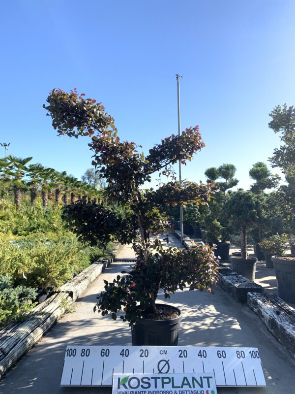 Loropetalum Black pearl bonsai CLT 18