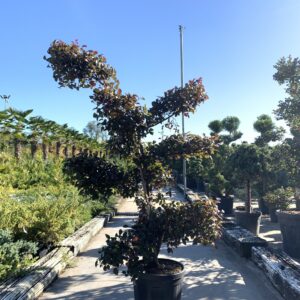 Loropetalum Black pearl bonsai CLT 18