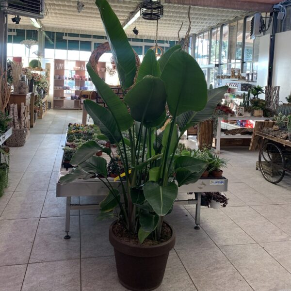 Strelitzia Augusta Nicolai Ø55 h.260cm