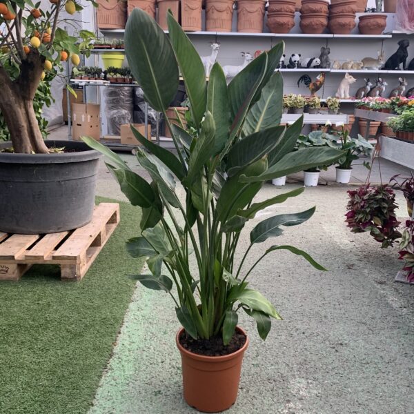 Strelitzia Reginae Ø20 h.110cm
