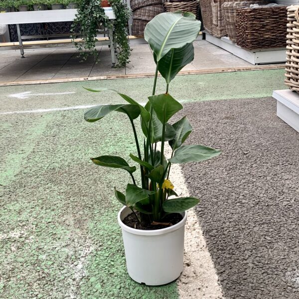 Strelitzia Augusta Nicolai Ø20 h.85cm