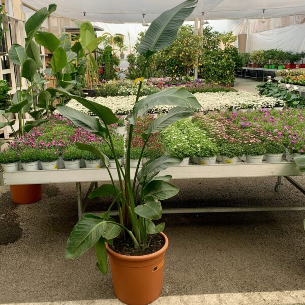 Strelitzia Augusta Nicolai Ø36 h.180cm