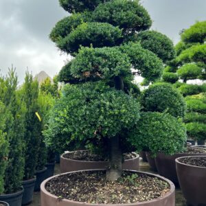 Ilex Crenata Bonsai CLT380