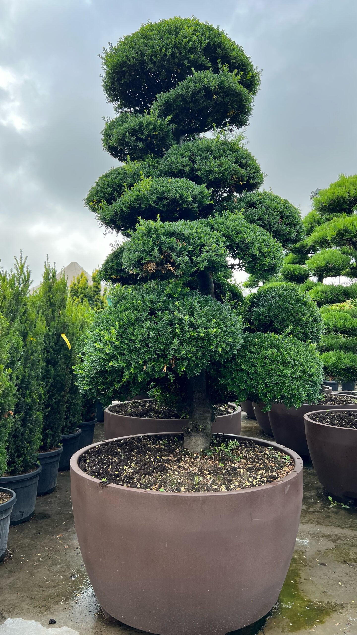 Ilex Crenata Bonsai CLT380