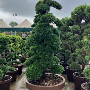 Ilex Crenata Bonsai CLT160