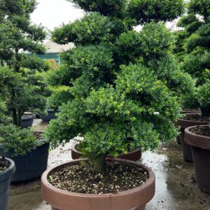Ilex Crenata Bonsai CLT160