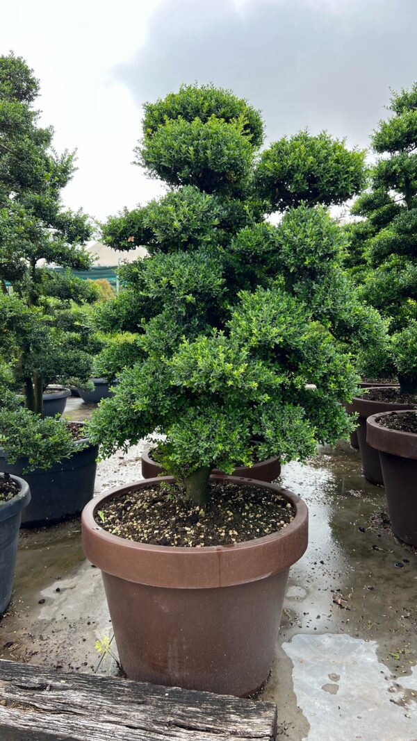Ilex Crenata Bonsai CLT160
