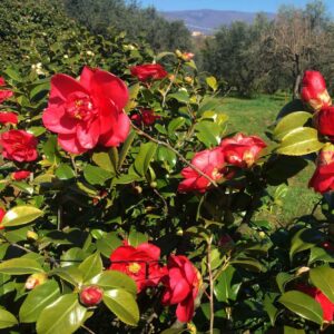 Camelia Japonica