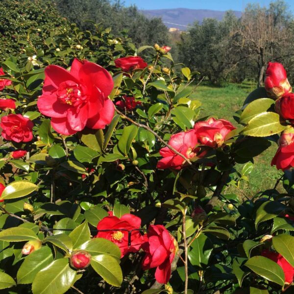 Camelia Japonica