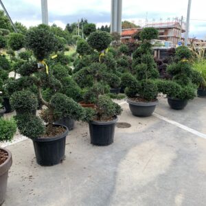 Ilex Crenata clt 25