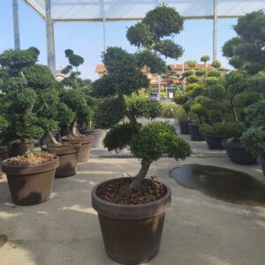 Ilex Crenata Giapponese