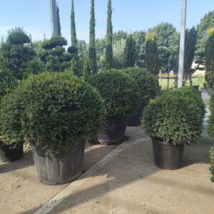 Ilex Crenata a palla