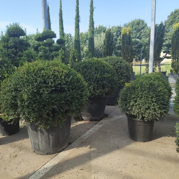 Ilex Crenata a palla