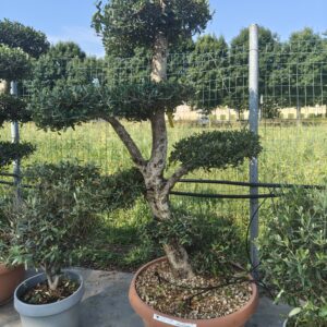 Olea Europea a "Palchi"