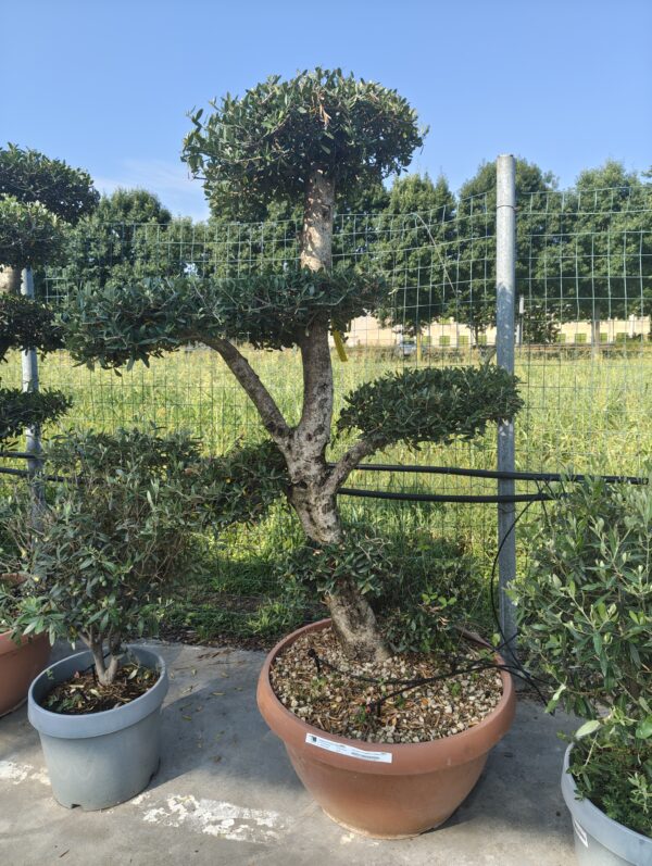 Olea Europea a "Palchi"