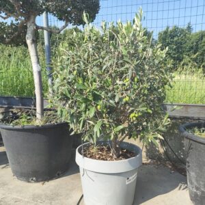 Olea Europea a palla