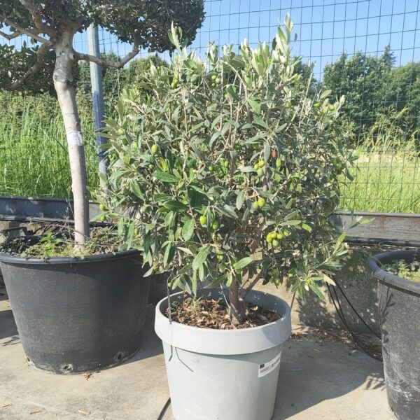 Olea Europea a palla