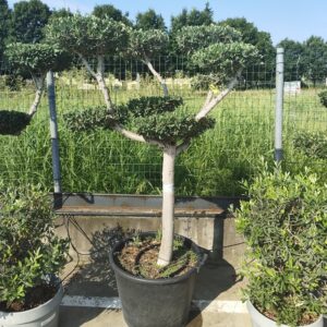 Olea Europea "Piatti"