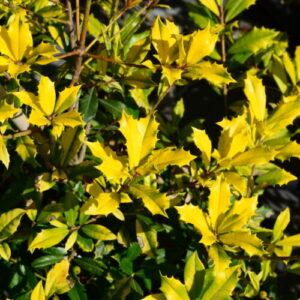 Ilex attenuata 'Sunny Foster'