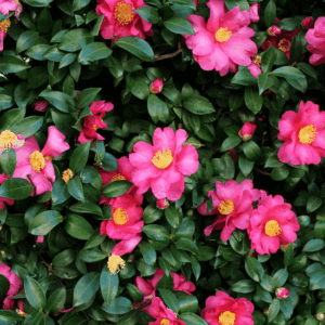 Camelia Sasanqua
