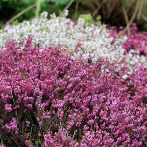 Erica darleyensis