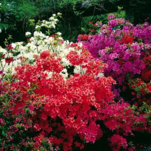 Azalea Japonica