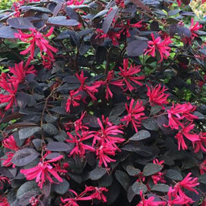 Loropetalum Black Pearl